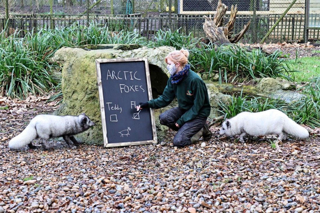 Counting the animals two by two at Kent wildlife park