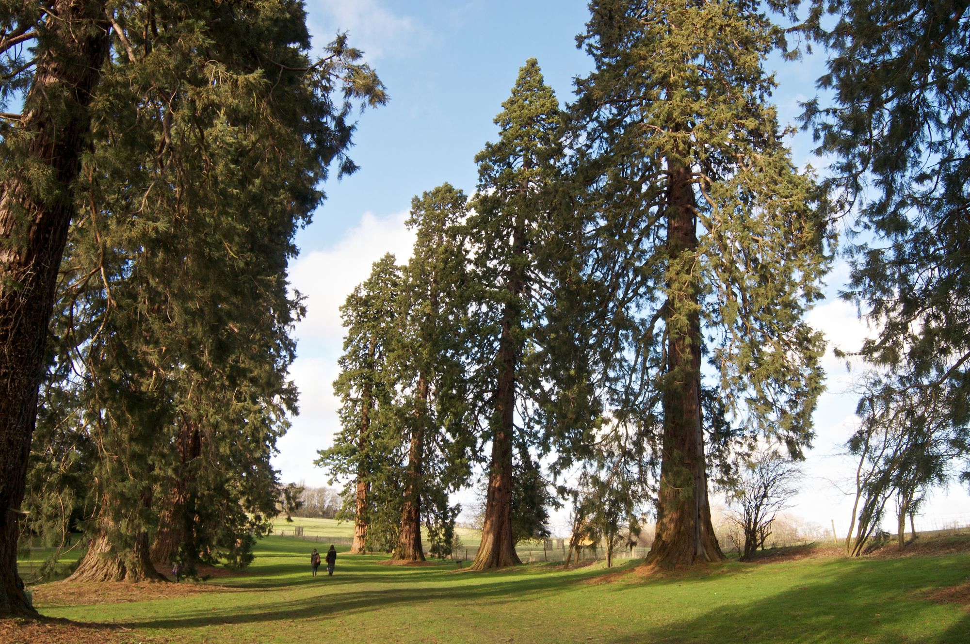 New avenue of giant trees will mark the 'Gateway to Torbay'