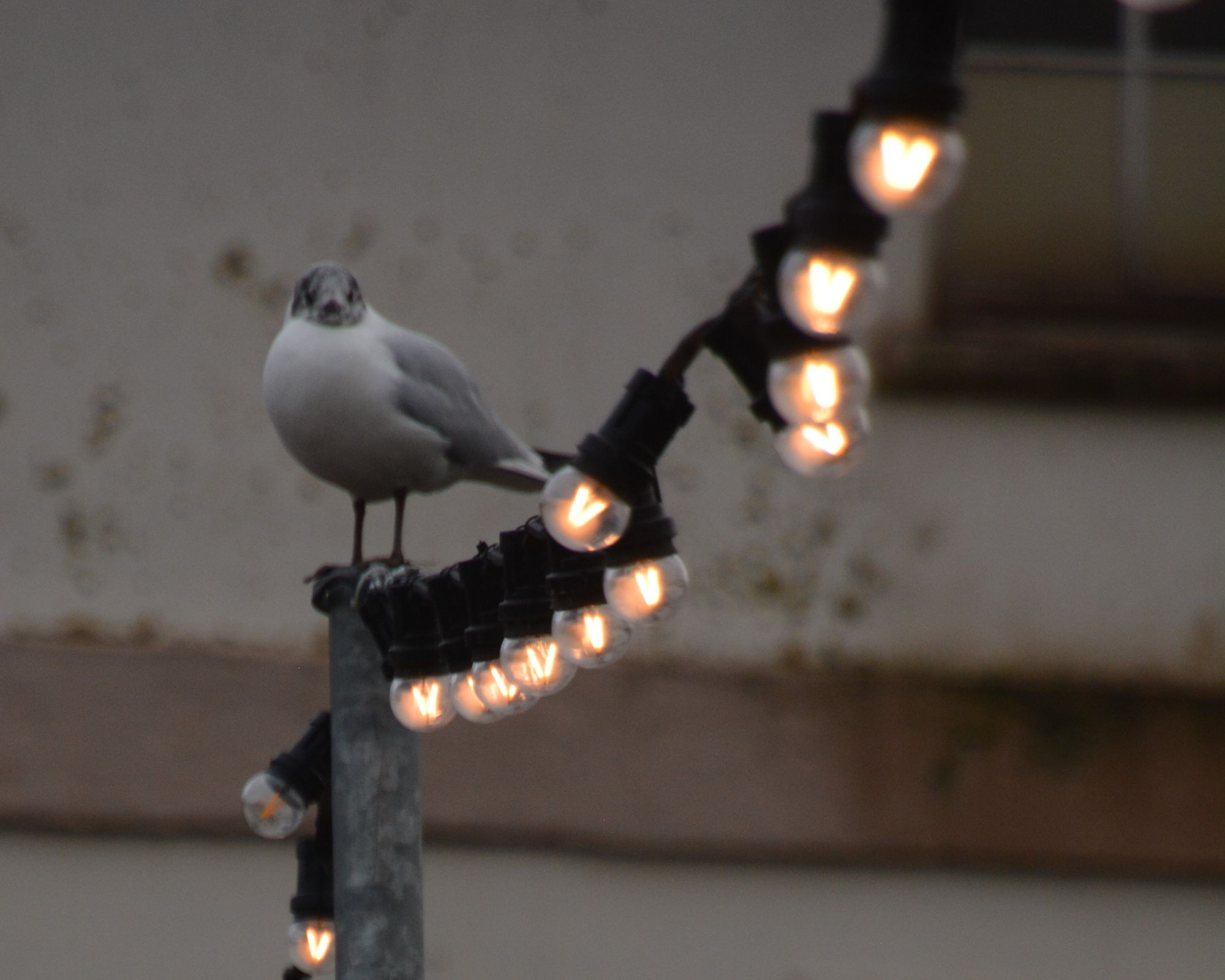 Councillors hope new lights will not be targeted by vandals