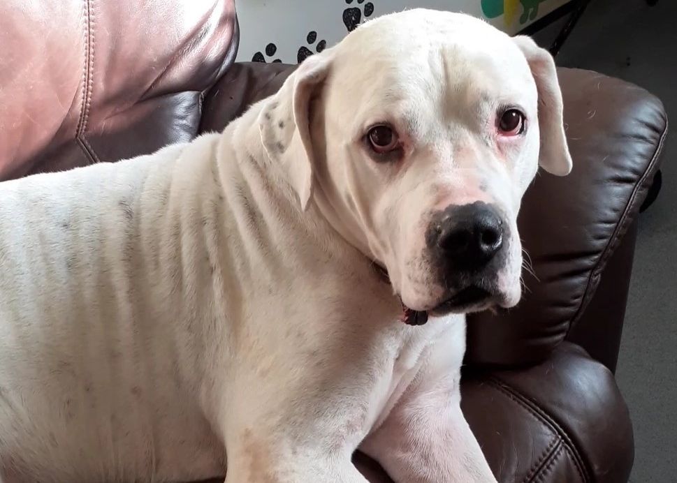 RSPCA column: Advice for pet owners during the pandemic