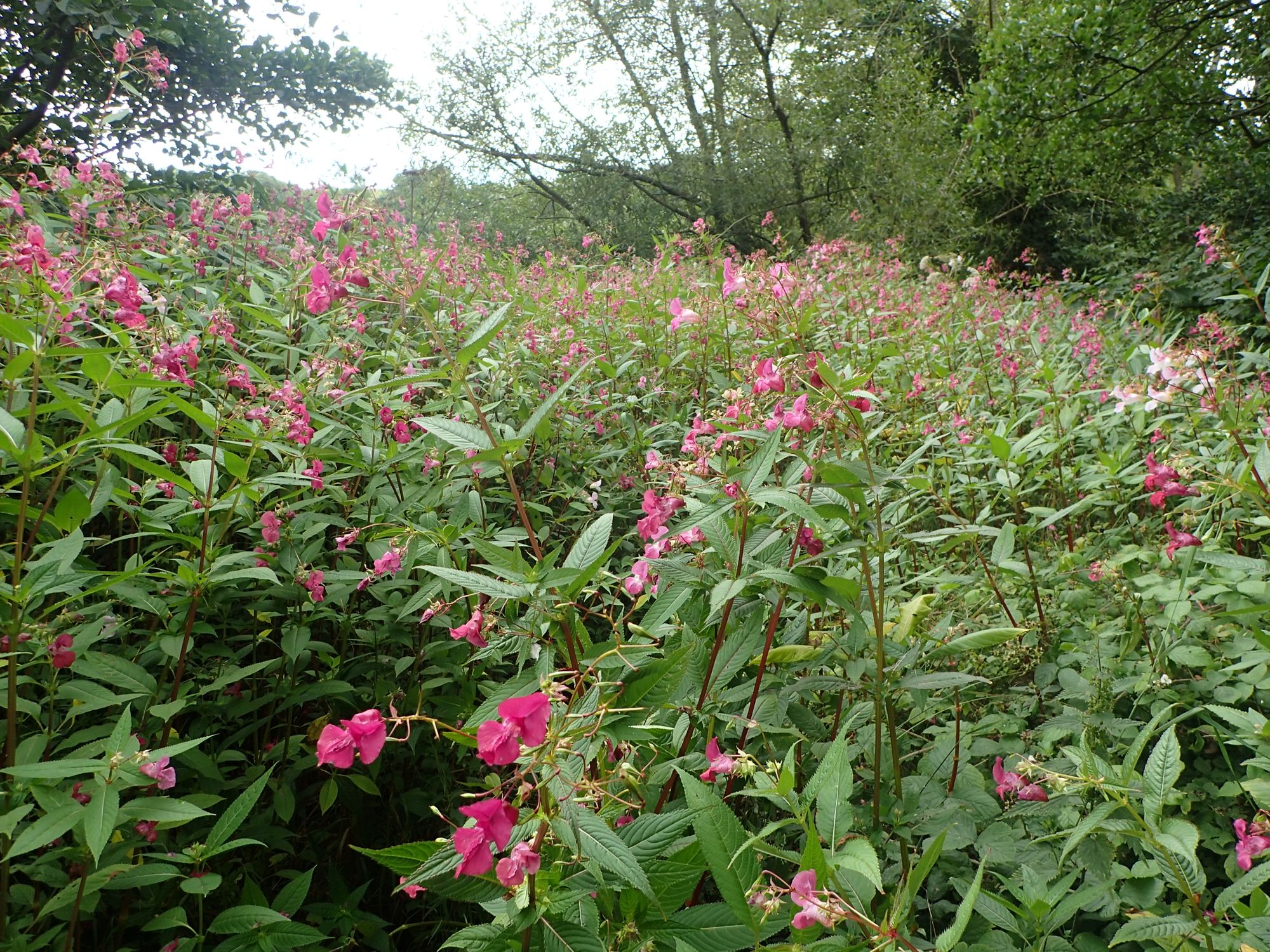Tees River Trust receives £179,000 from the Green Recovery Challenge Fund