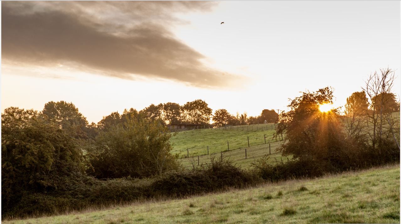 Bristol woodland charity receives donation to help plant more trees