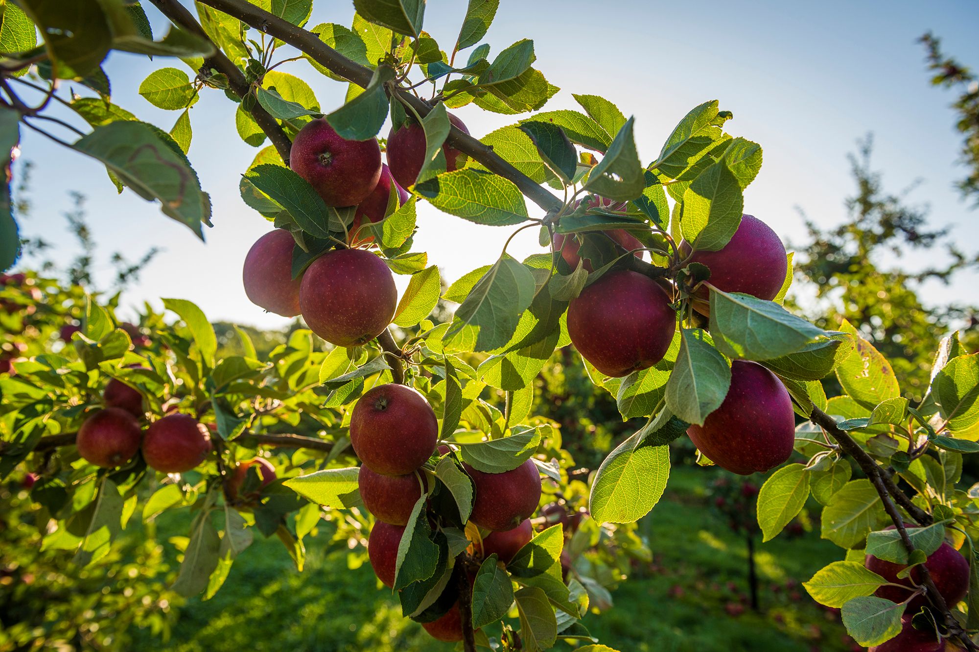 Cider maker offers apple trees to community projects