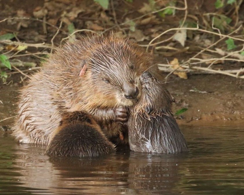 Find out how beavers have made Devon their home with Connecting the Culm talk