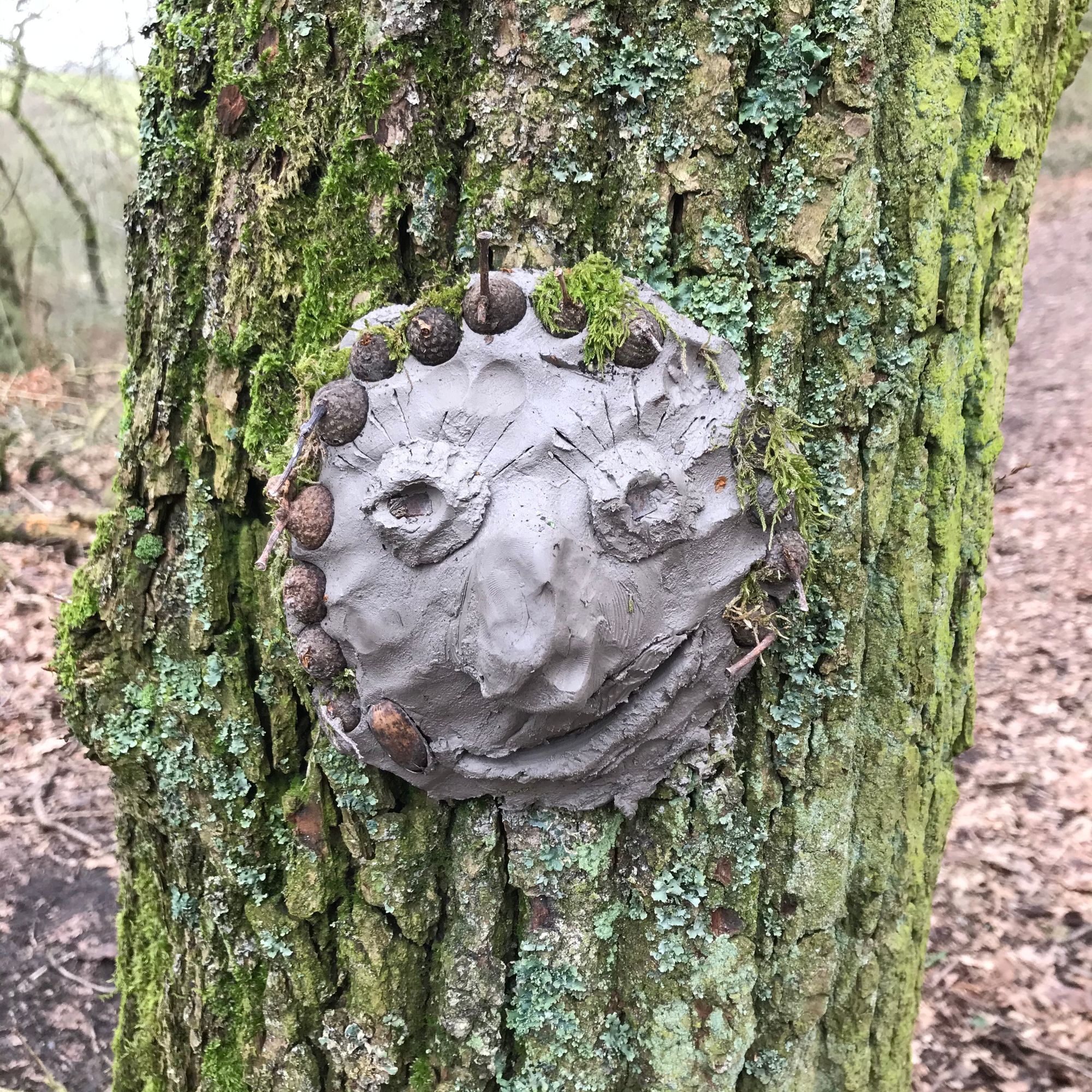 Mud monsters are giving Ashbourne's trees a new lease of life