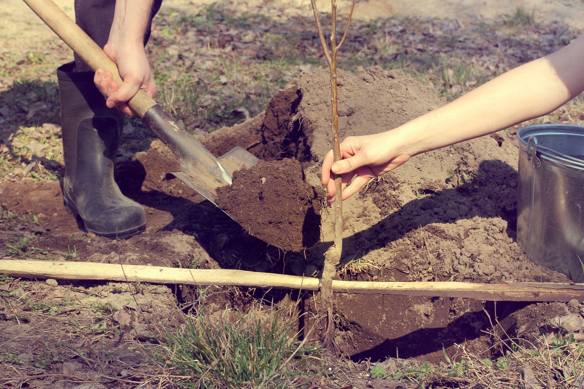North Hertfordshire tree planting project gets the green light