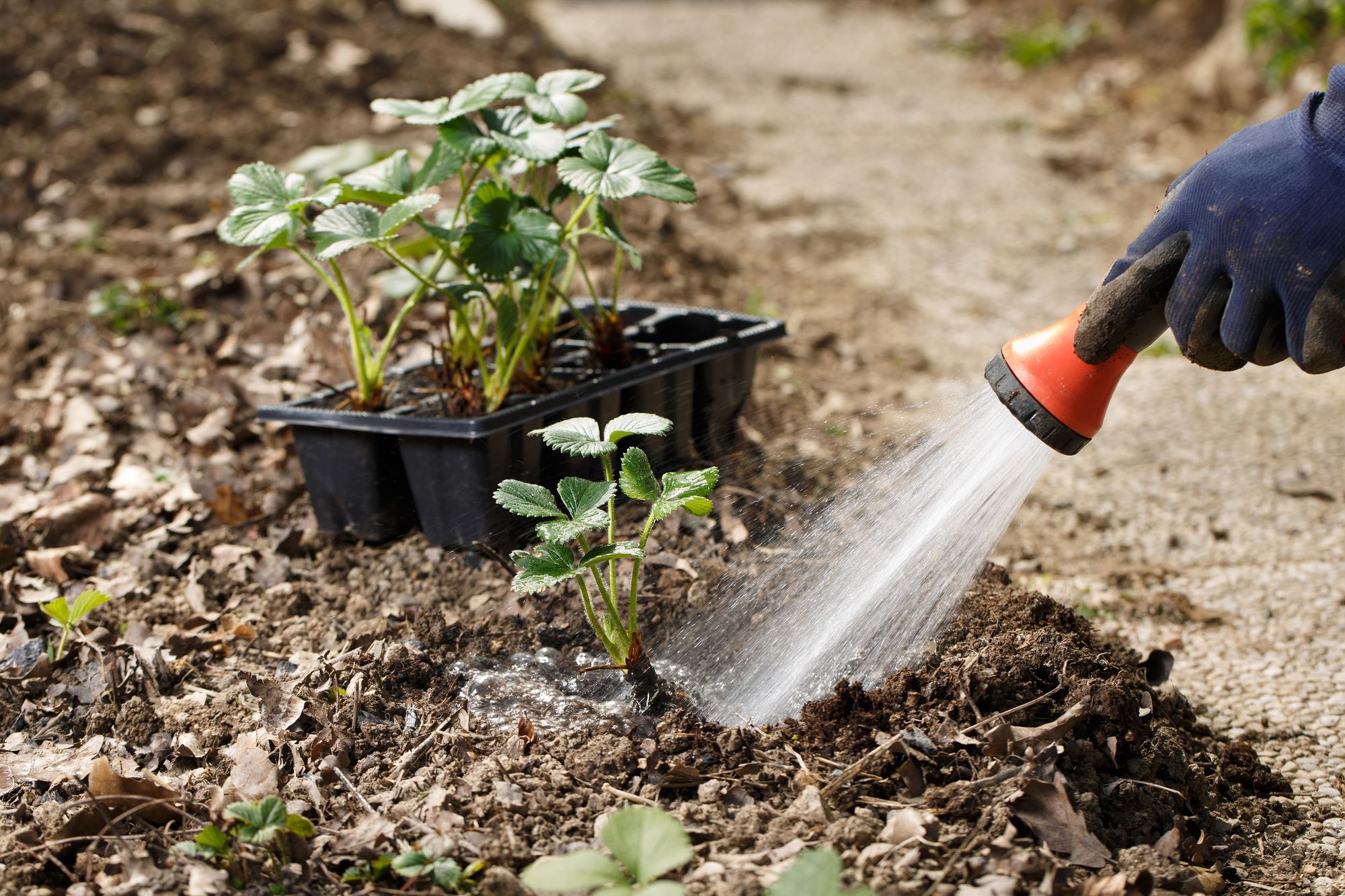 Reading charity partners with garden centre to support the nation's wellbeing through gardening