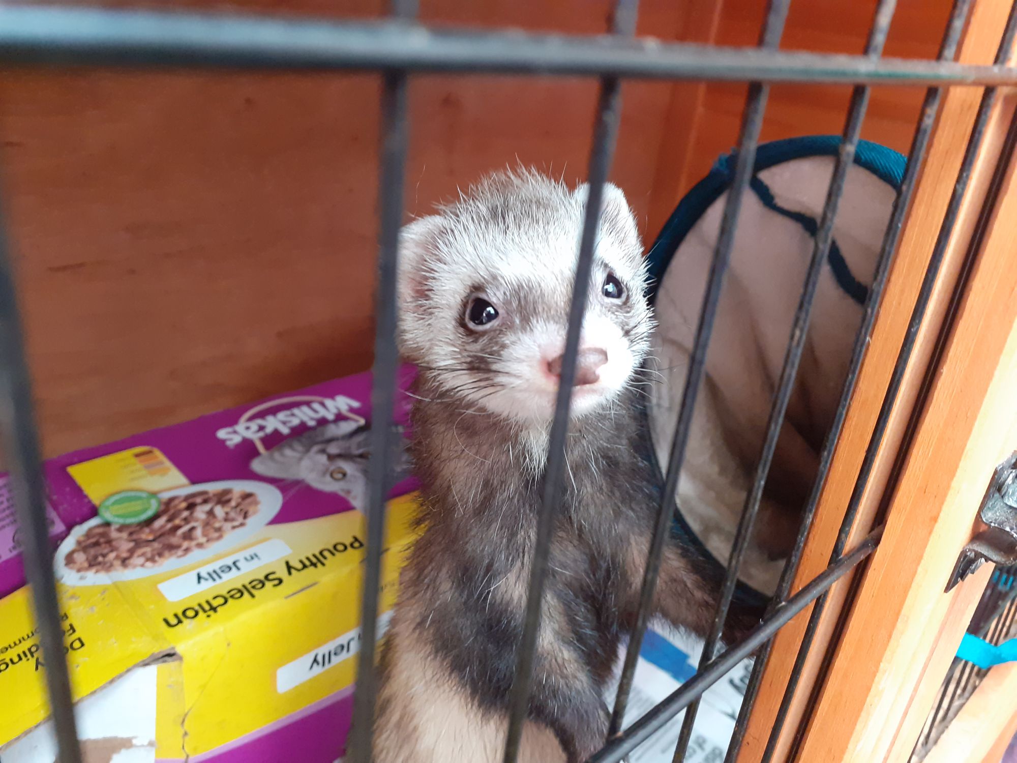 Adorable ferret still searching for forever home after 402 days in