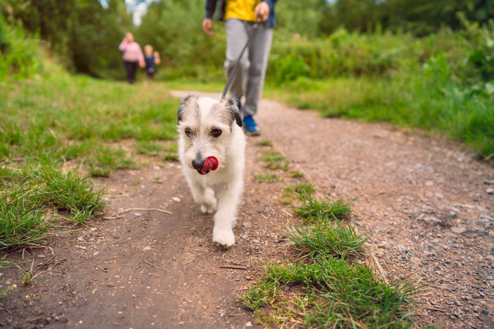 Volunteers needed to stop pets being separated from owners in Edinburgh