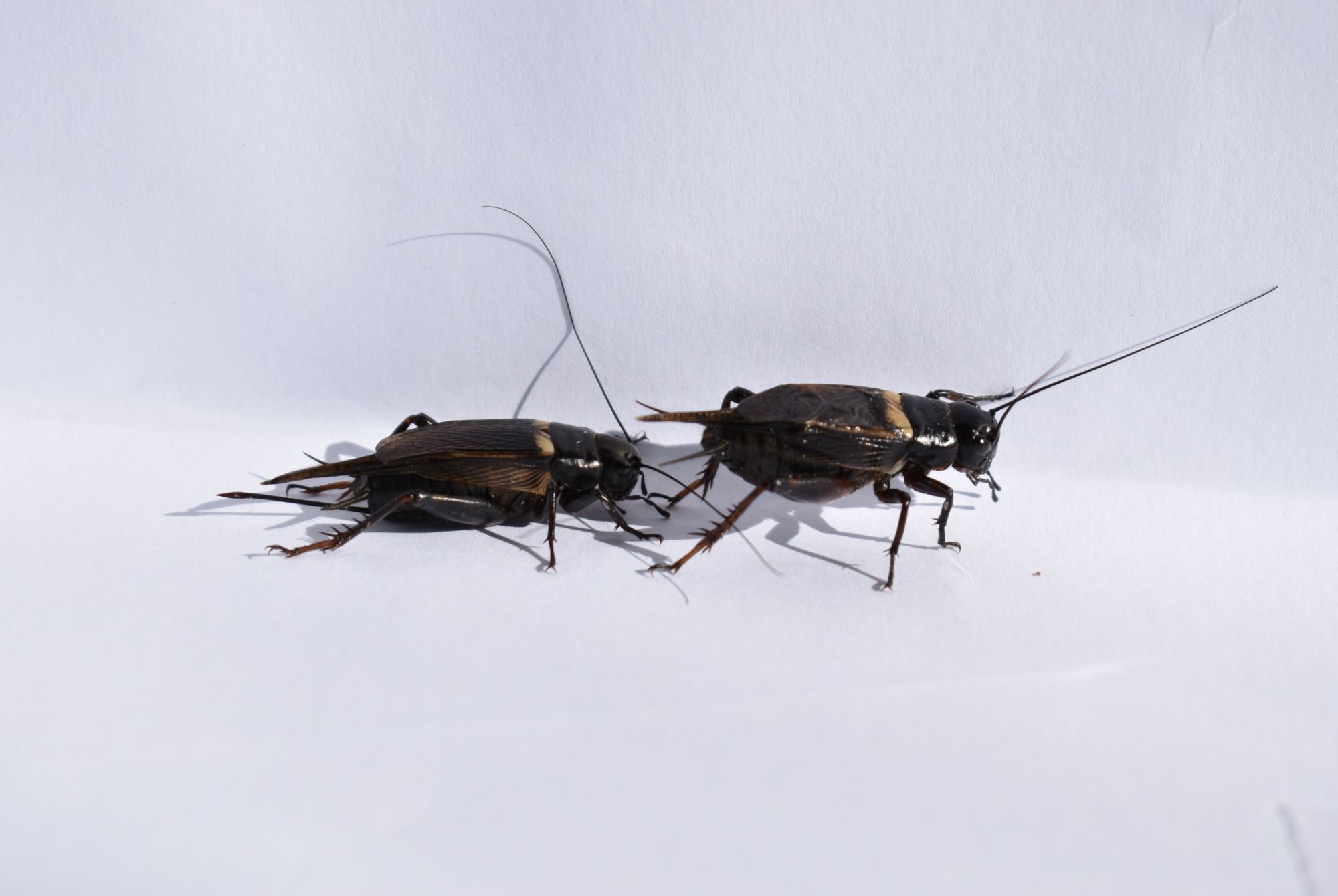 Traffic noises make female crickets less choosy when picking a mate, find Anglia Ruskin researchers