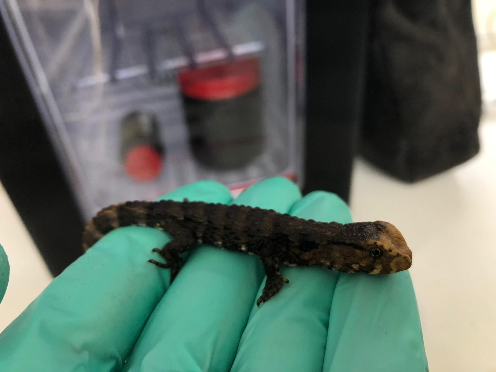 Paignton Zoo's new endangered 'sleepy lizards' take their bow