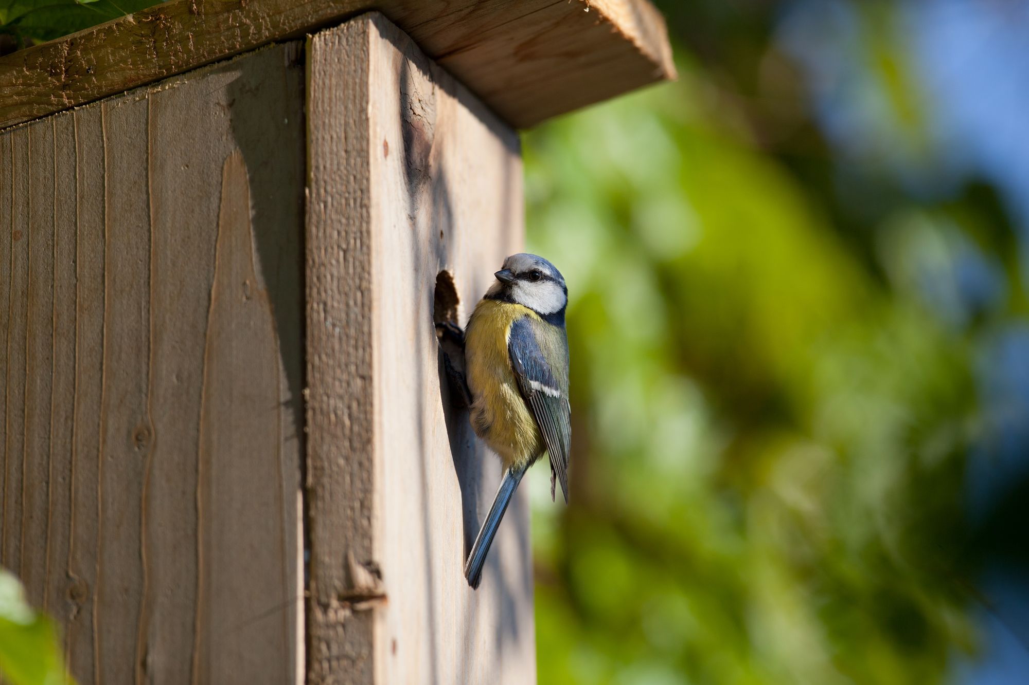 House builder donating nestboxes to Staplehurst families