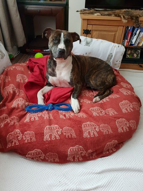 RSPCA column: National RSPCA announces new strategy
