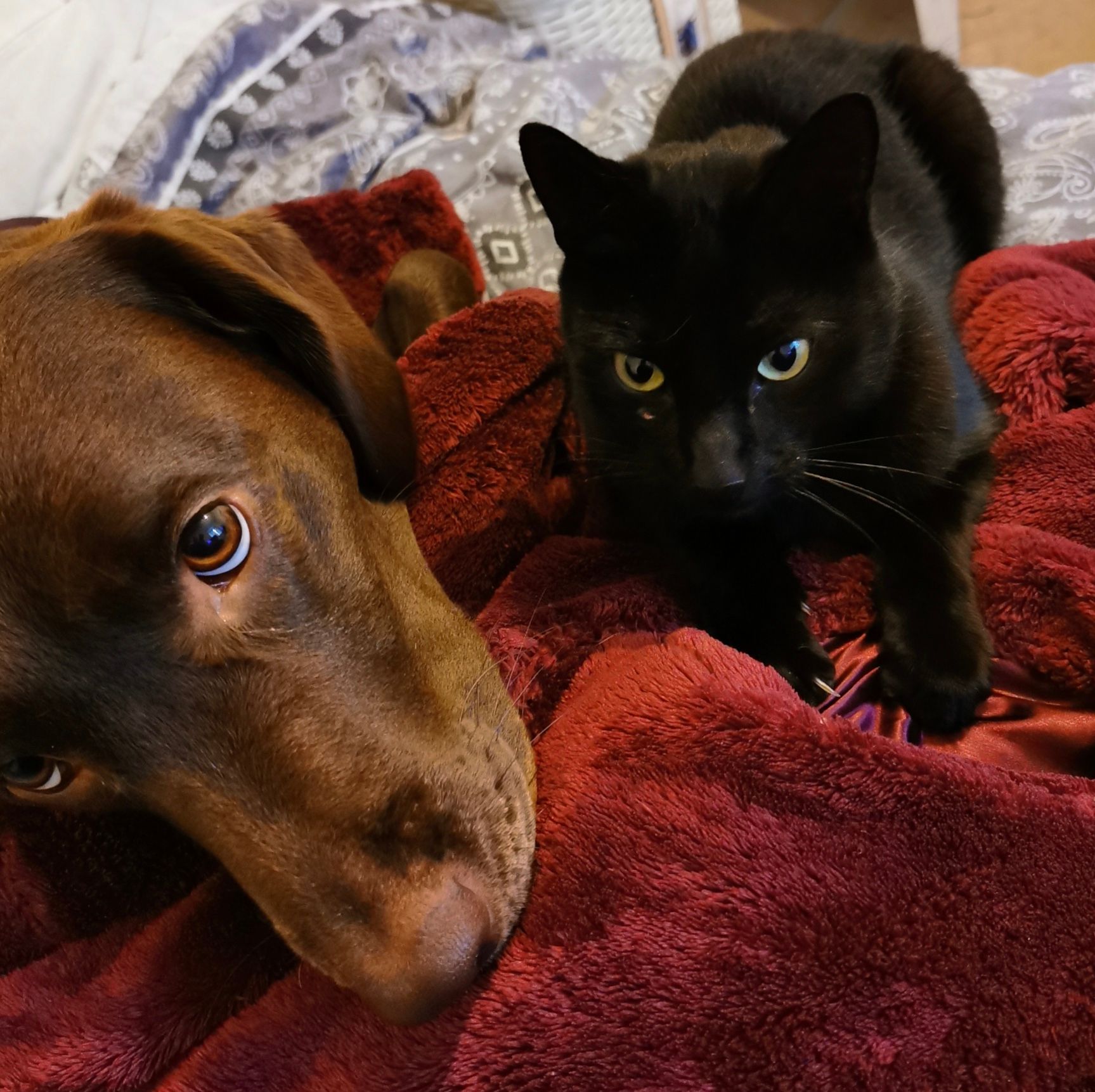 Honiton Cats Protection urge owners to get pets microchipped after family are reunited with cat seven months after he went missing