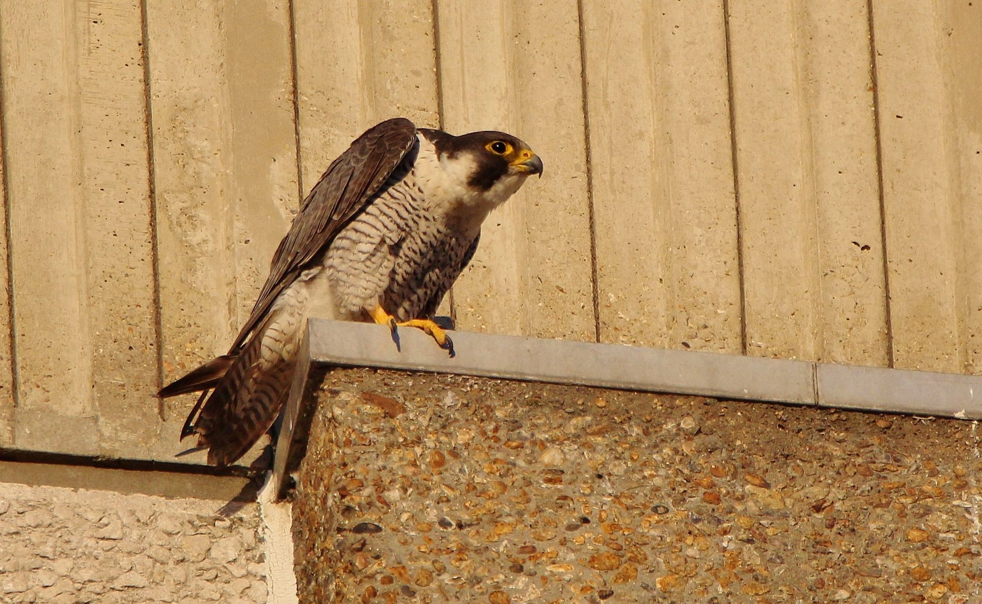 Birds of prey make Ealing Hospital their home