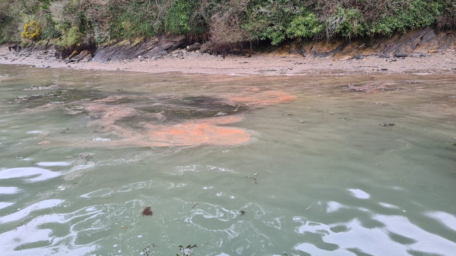 Harbour team's warning to dog walkers after diesel spills into water