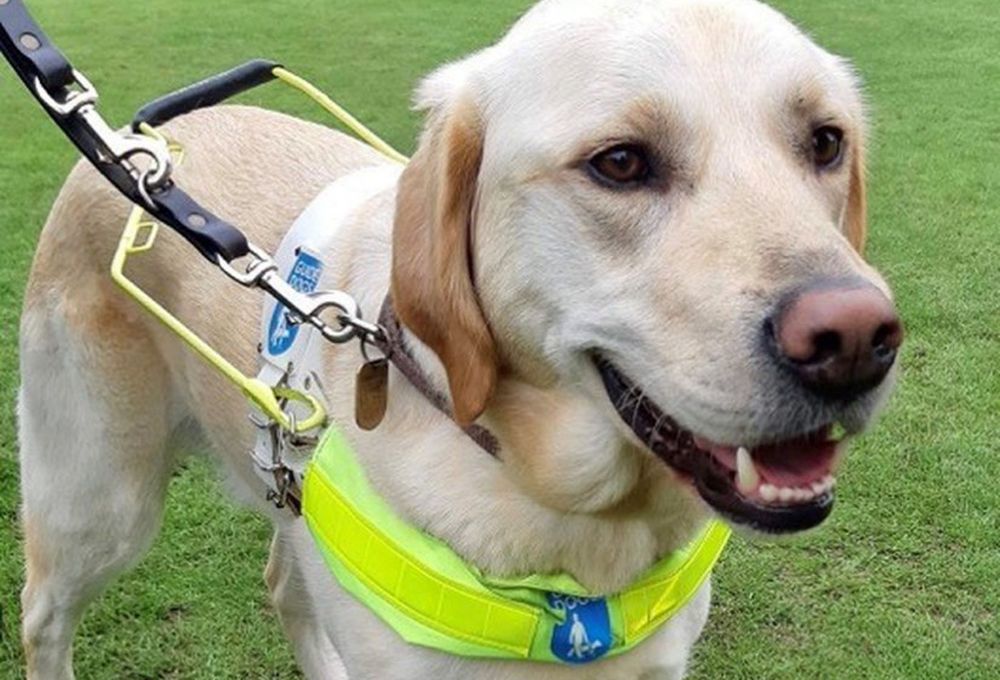 Appeal for Norfolk guide dog charity volunteers InYourArea Community