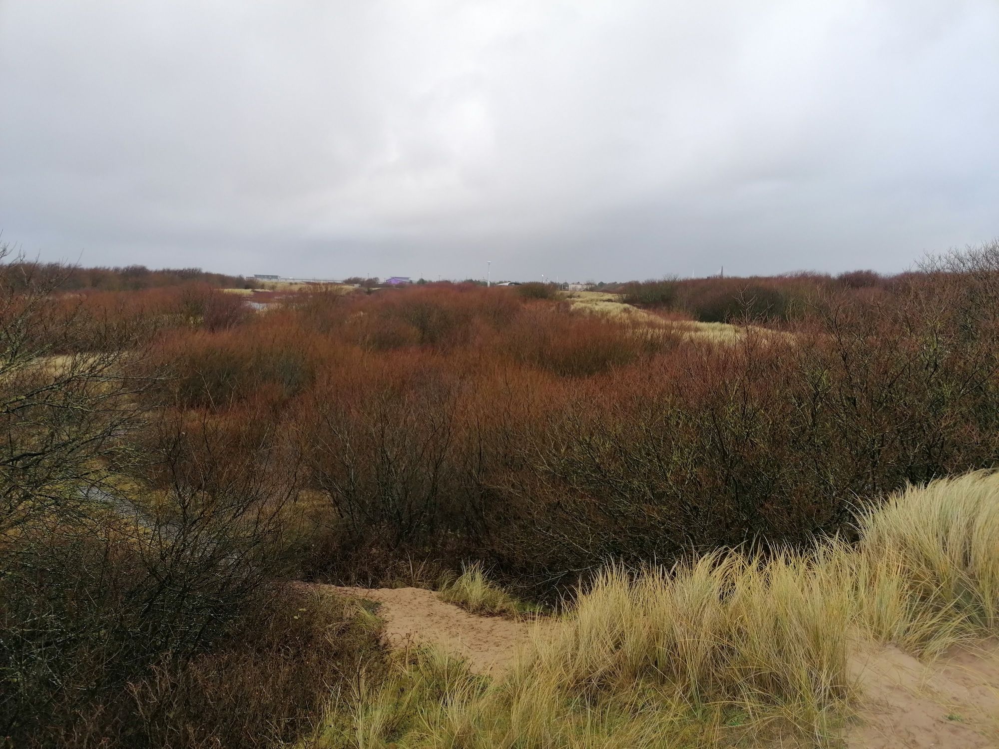 Sefton Coast column: Sefton's dune improvements