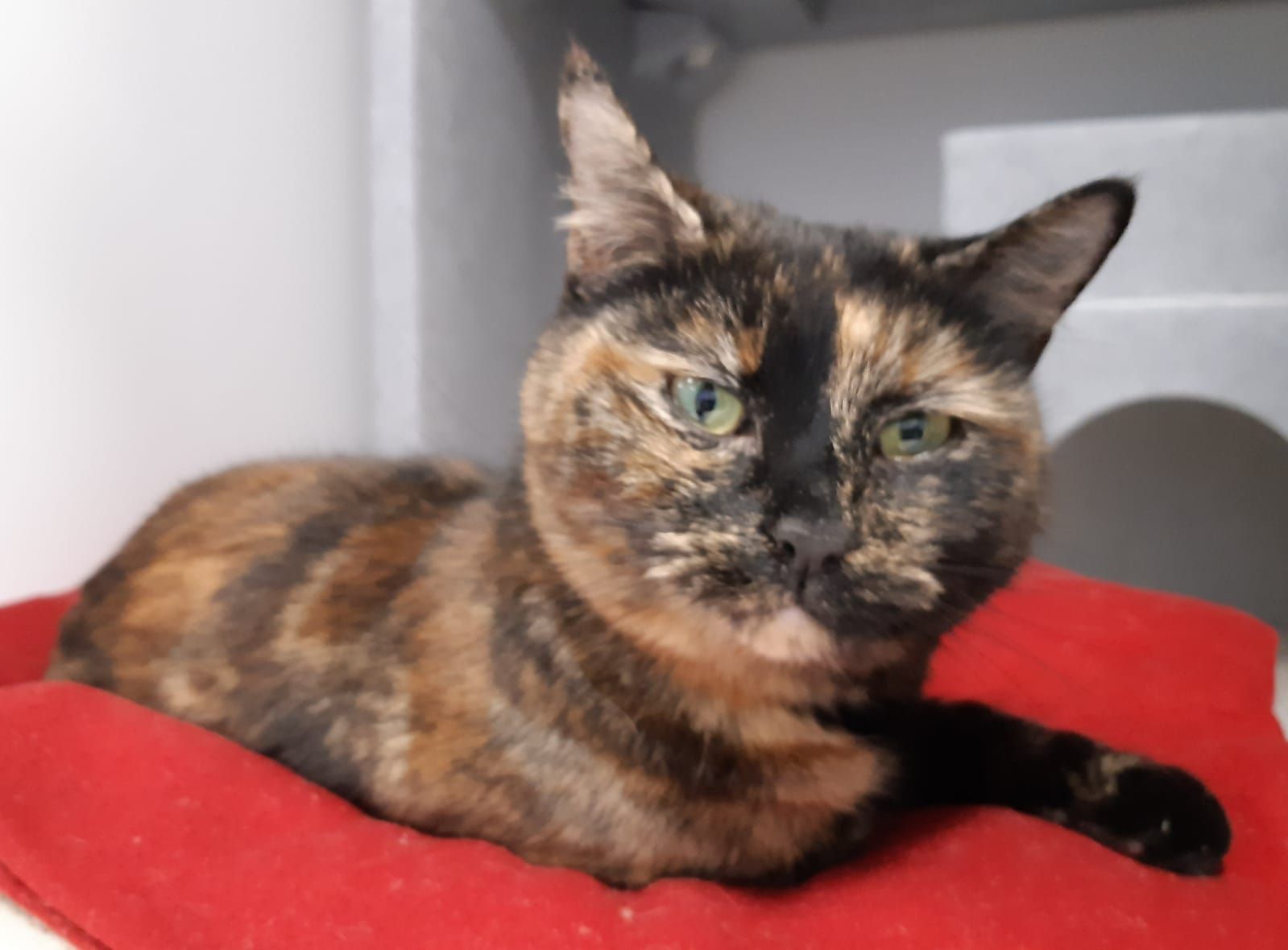 Two naughty torties with tortitude are looking for their fur-ever home