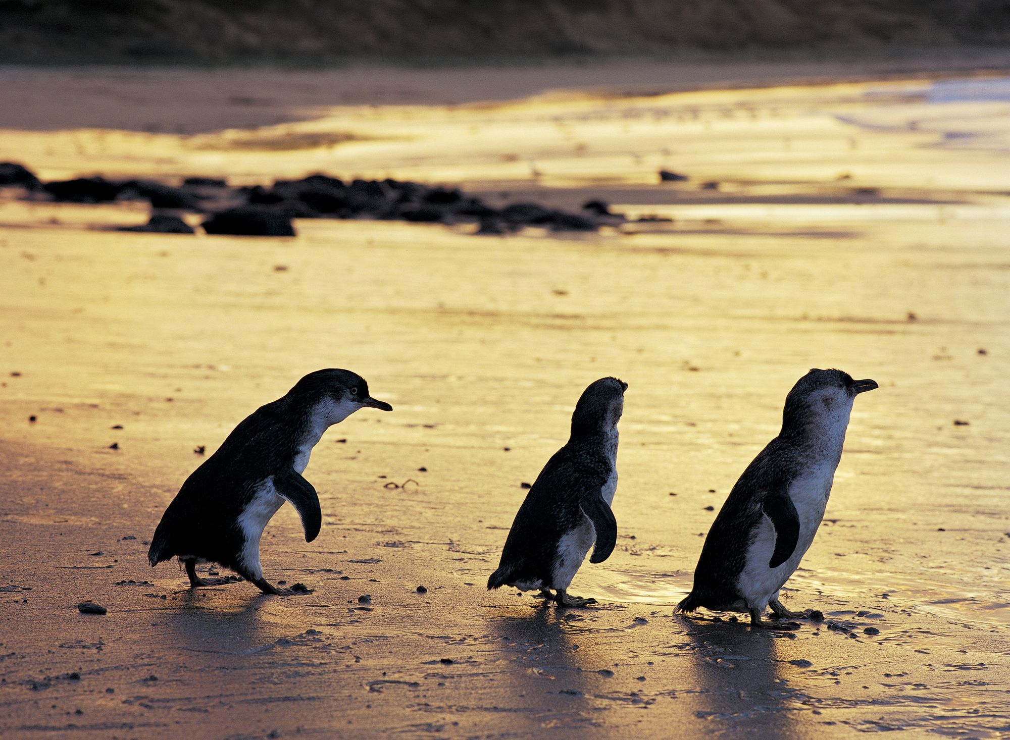 Parade of little penguins to be streamed live daily in the UK