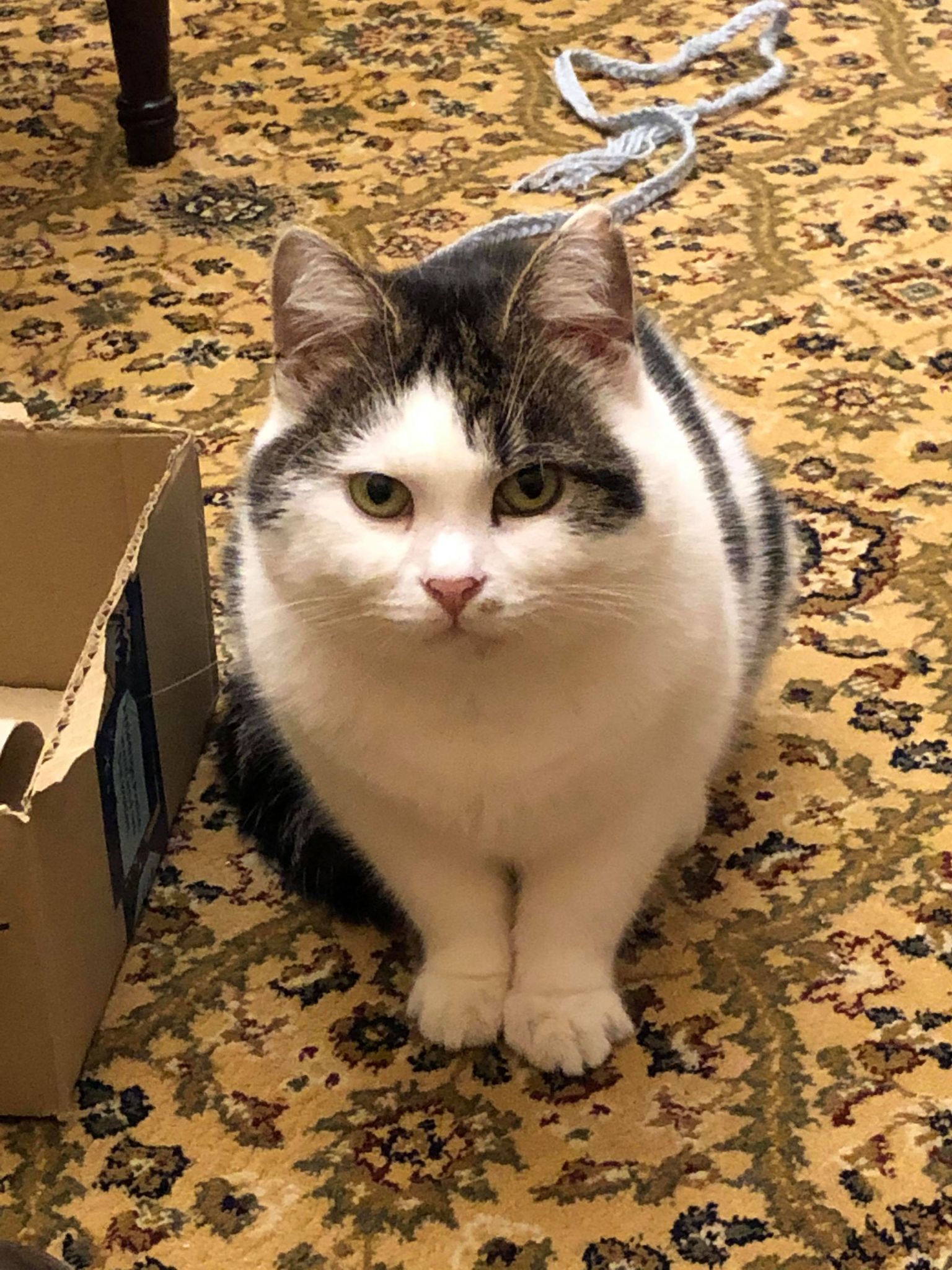 RSPCA column: Can you provide a home for Pepper or Guinness?