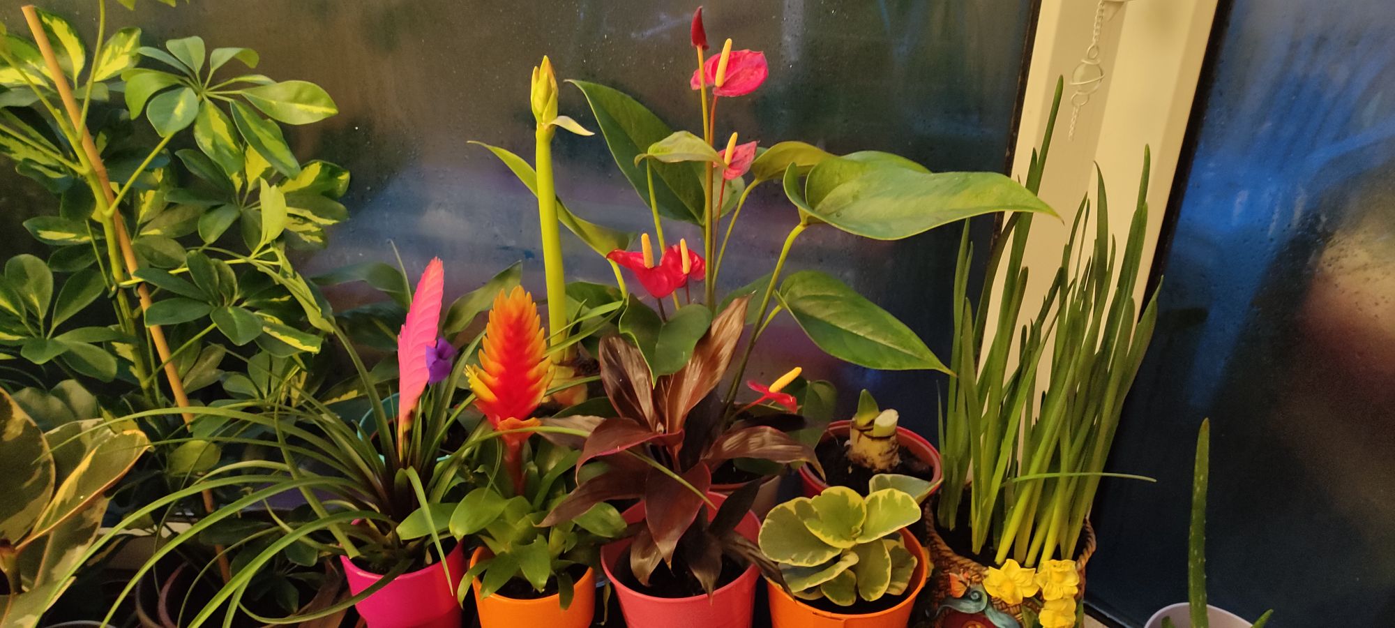Cardiff GP in training finds positivity with her indoor garden