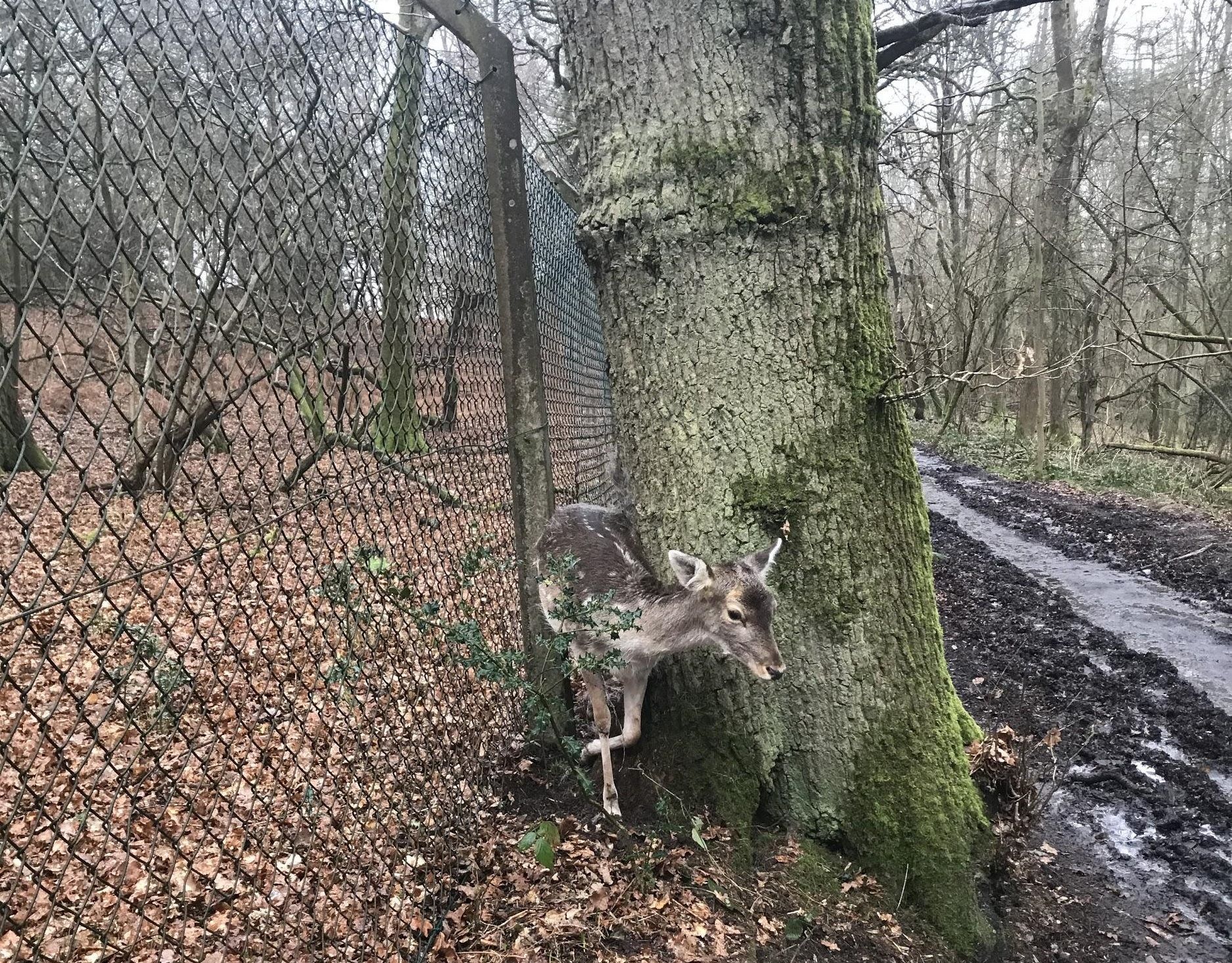Royal Berkshire Fire and Rescue Service rescue a deer trapped in a fence in Reading