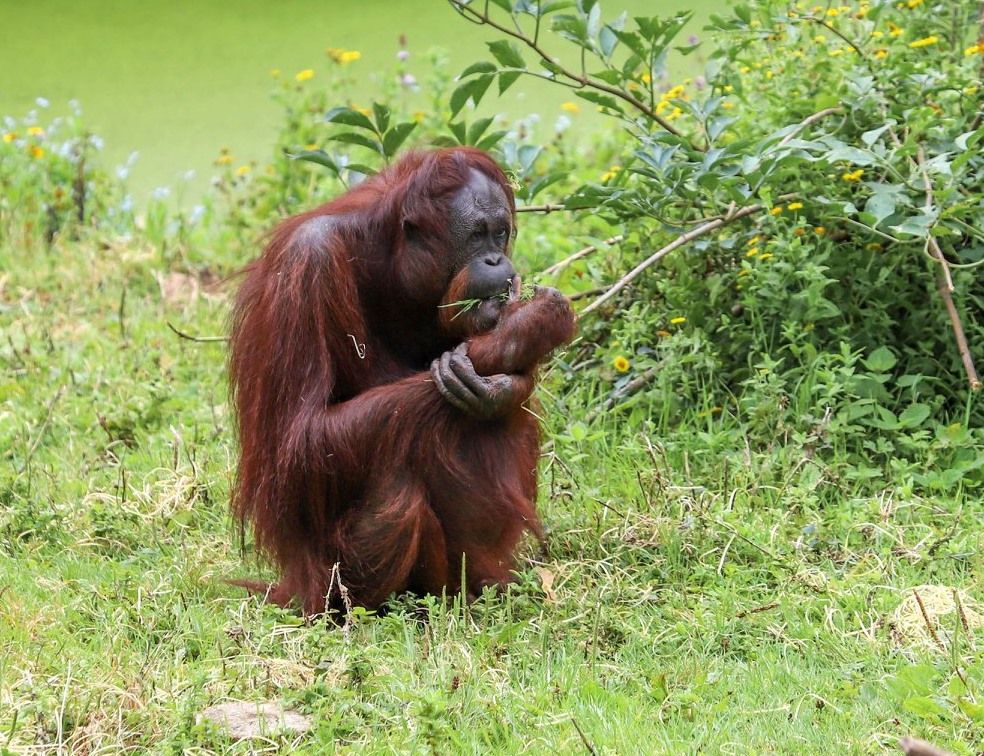 Paignton Zoo's 'beautiful, kind' orangutan Gambira has died