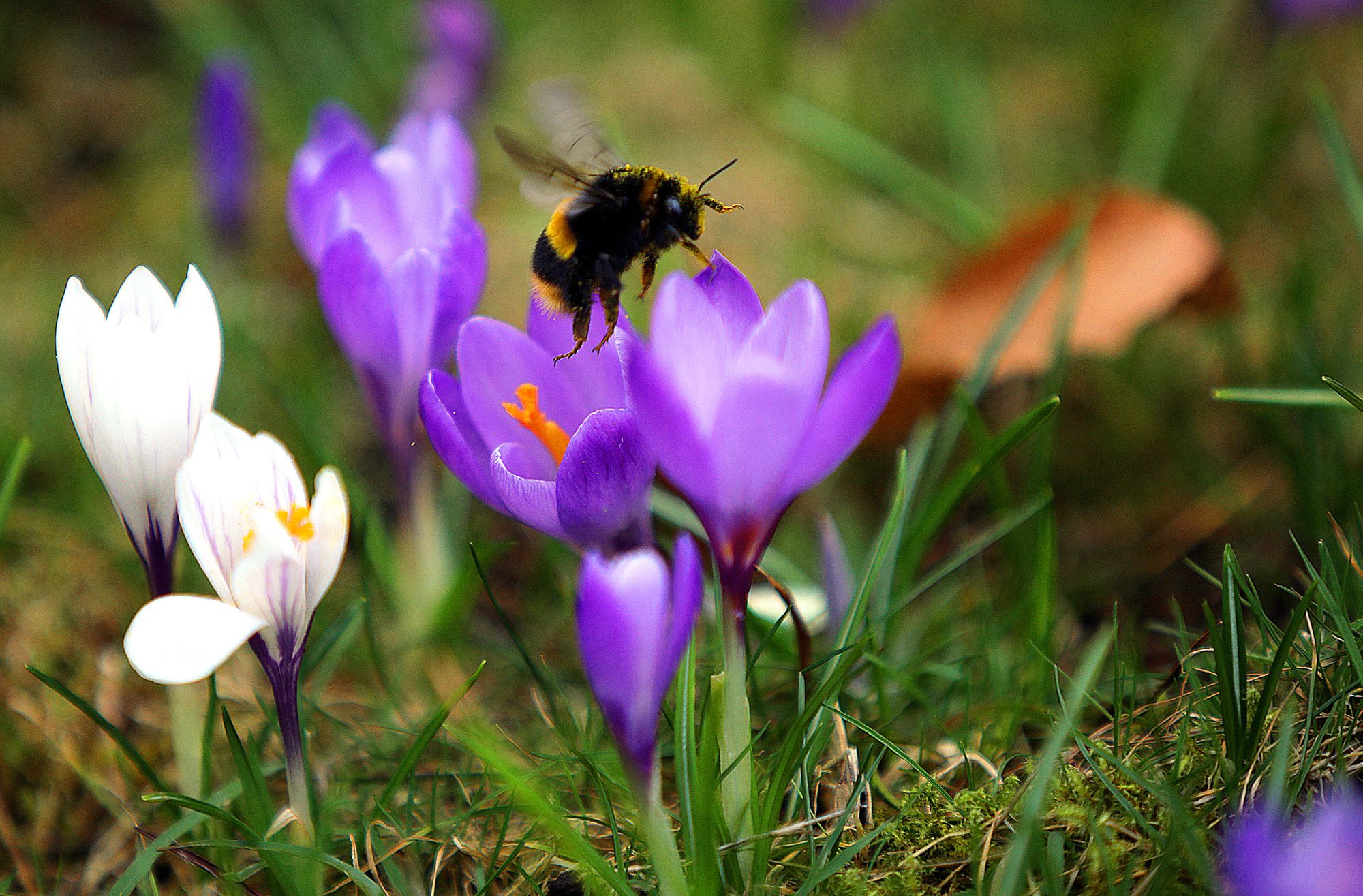 Your special Paisley Daily Express Mother's Day messages