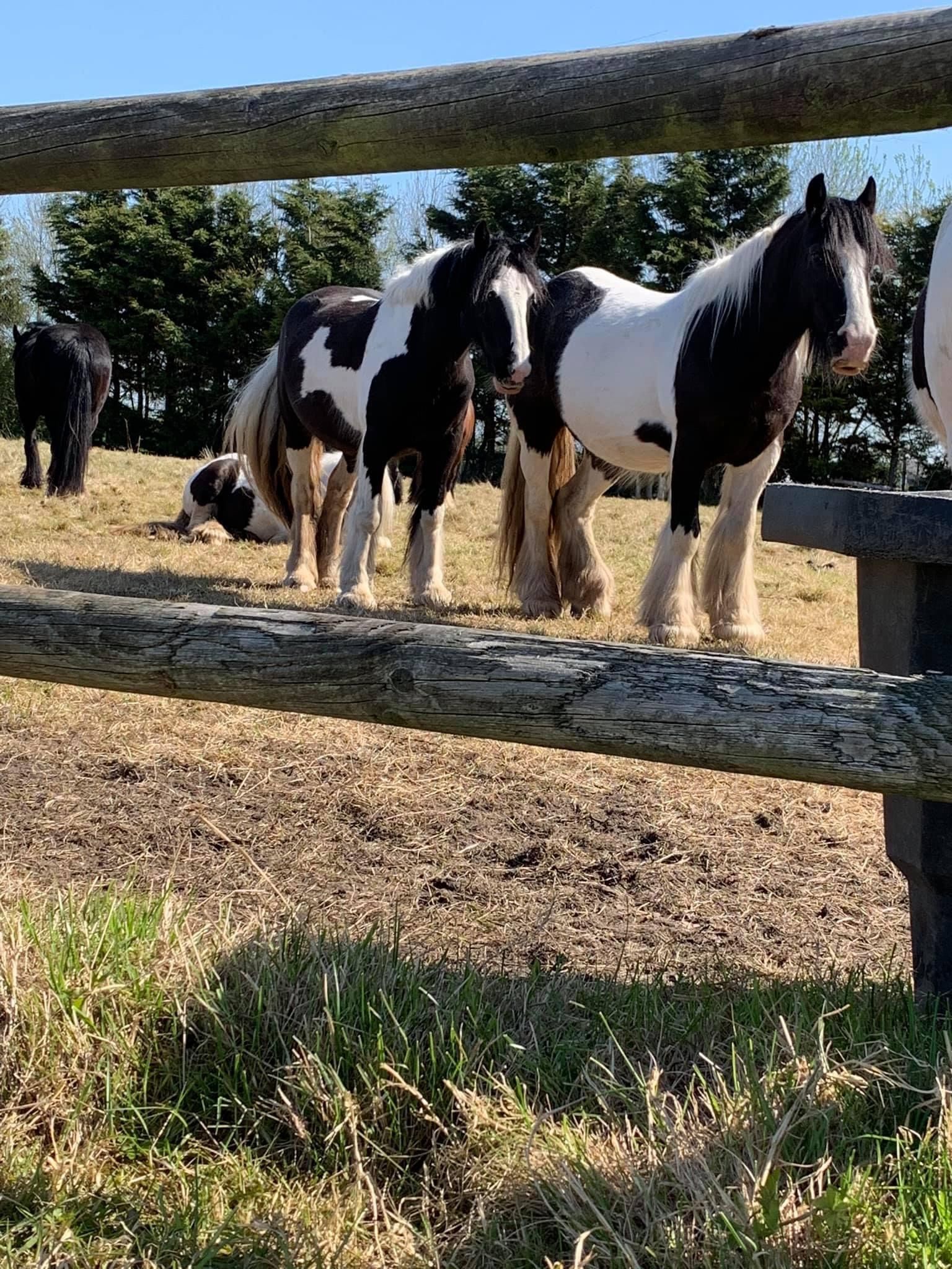 Riding Academy appeals for donations as lockdown restrictions affect their upkeep