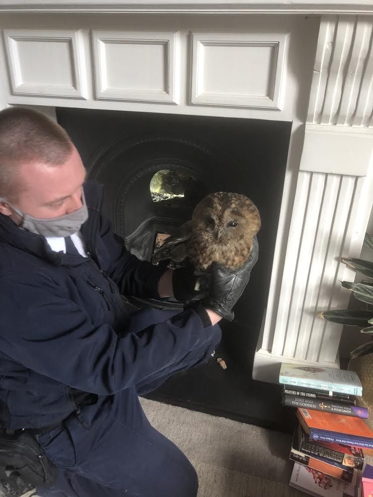 Owl saved after falling down a chimney in Bath