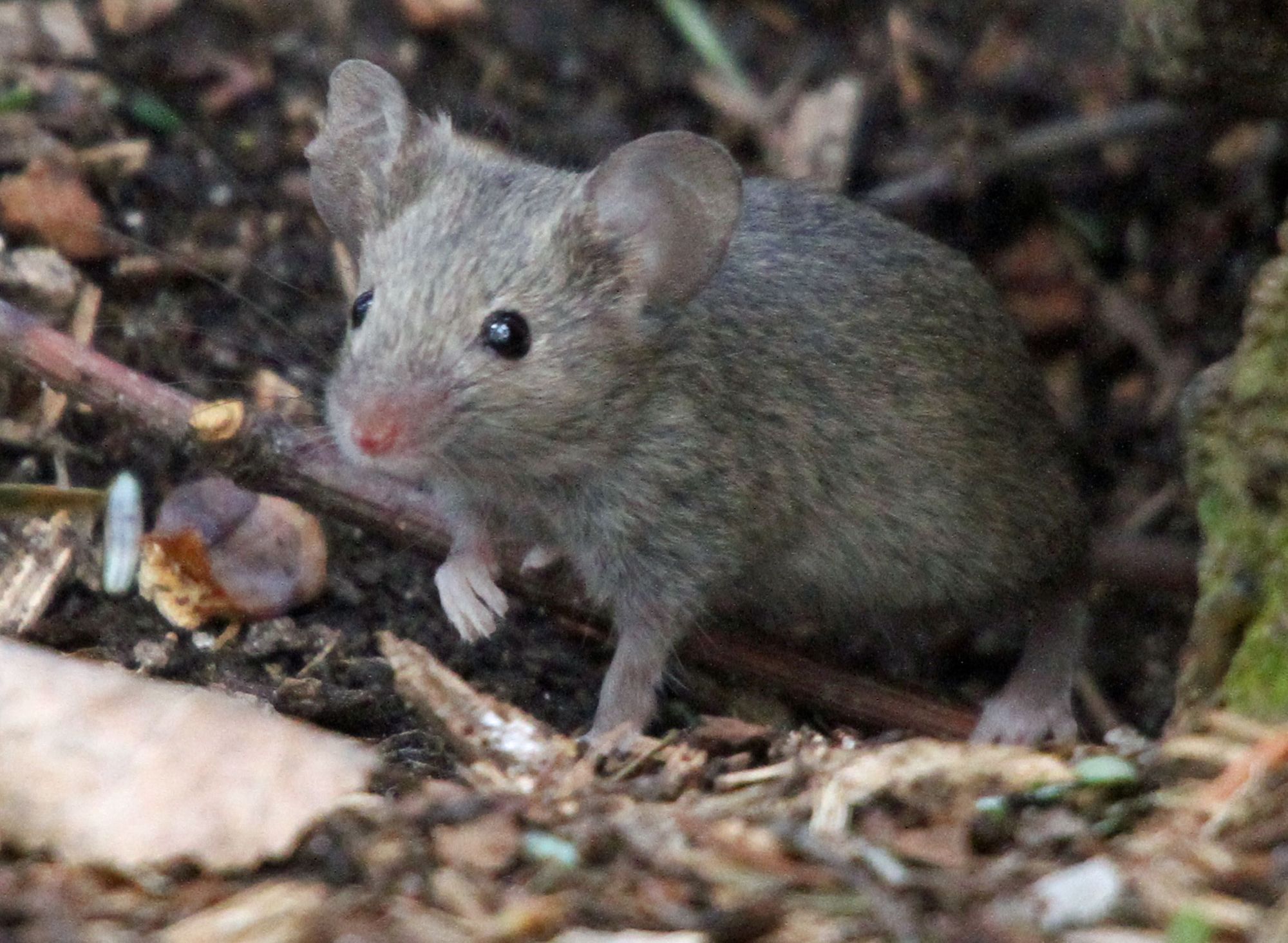 Kent Wildwood Trust shares top tips on welcoming wildlife