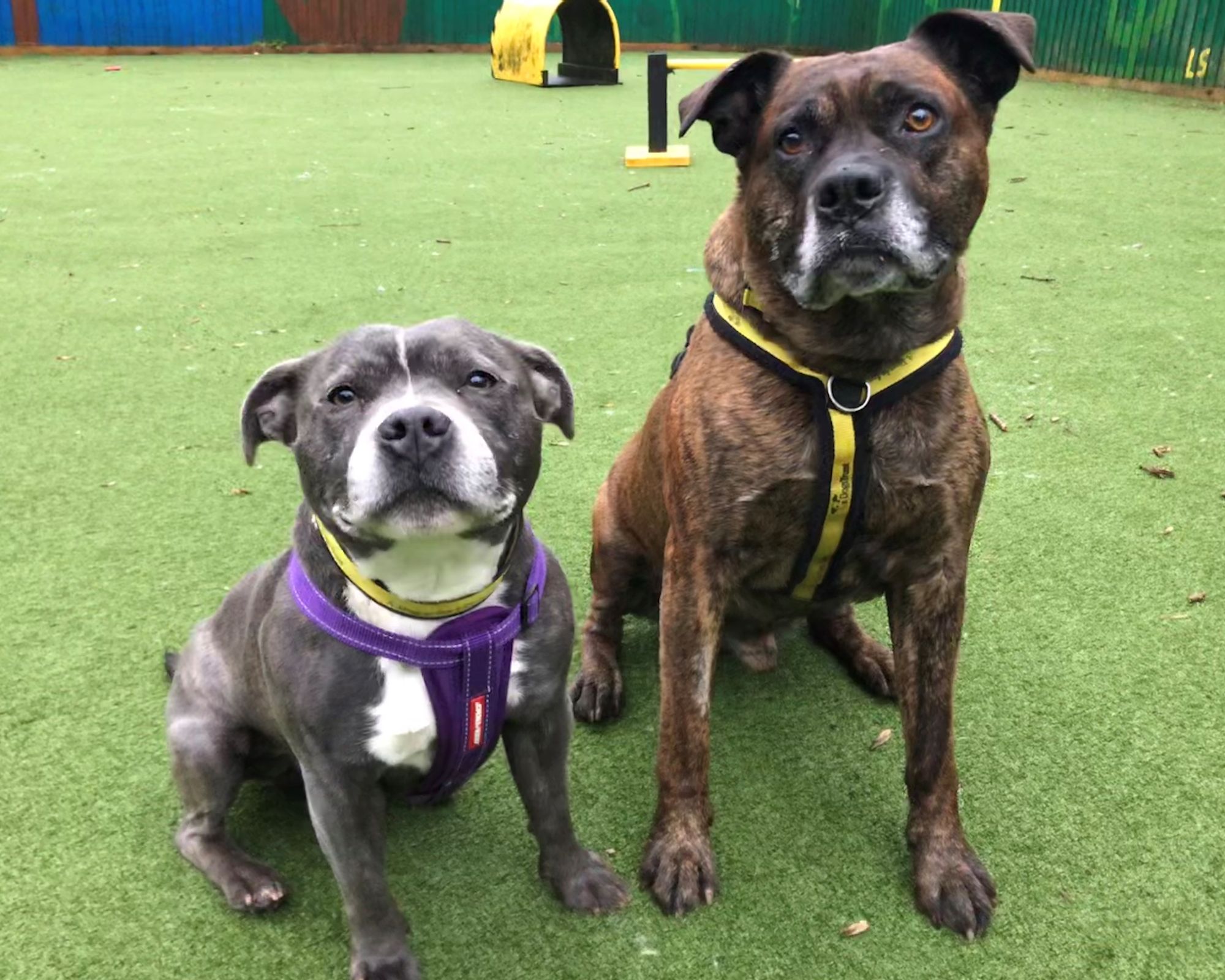 Scooby and Scrappy Doo are looking for a family to love this Valentine's Day
