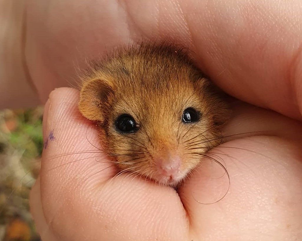 New dormouse site discovered