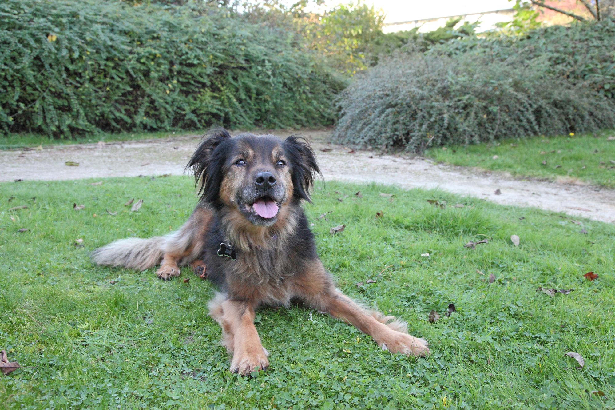 Top tips for helping your dog prepare for post-lockdown life