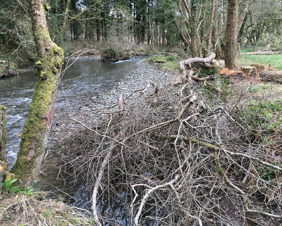 Boost to fish in the River Tamar thanks to habitat improvements
