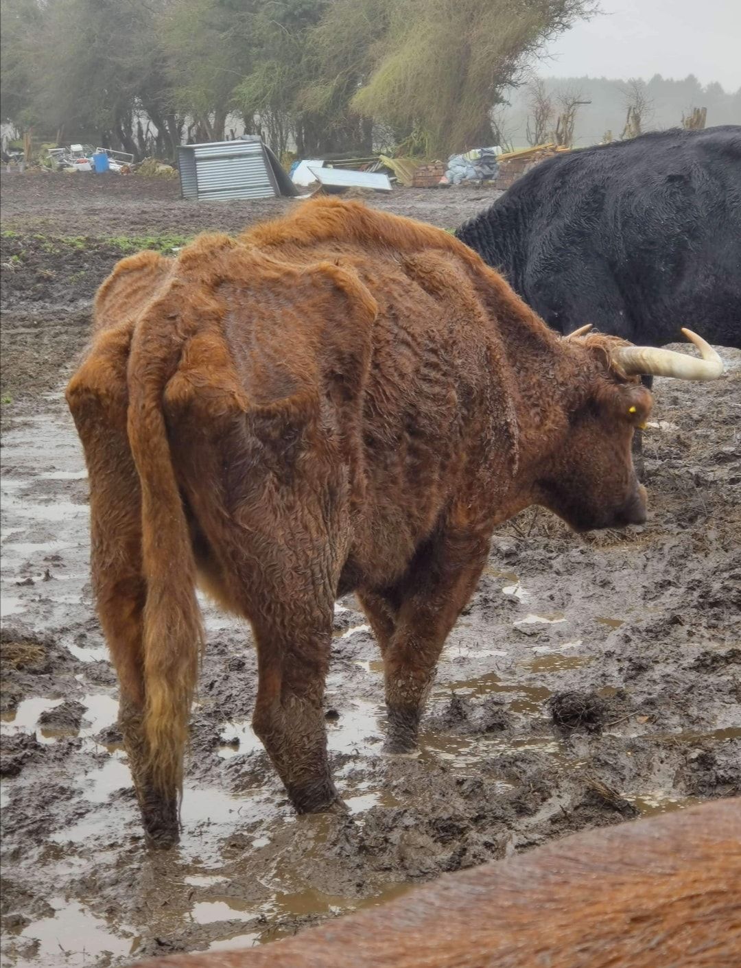 Council leader demands action on 'cruelty claims' at Halstead farm