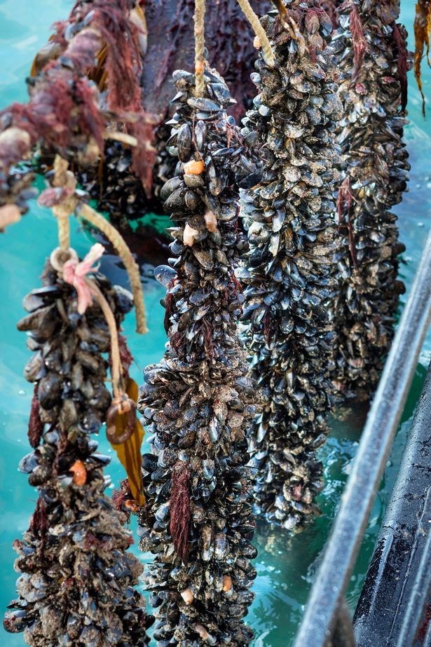 Mussels producer to plant seaweed to minimise impact of Covid and Brexit