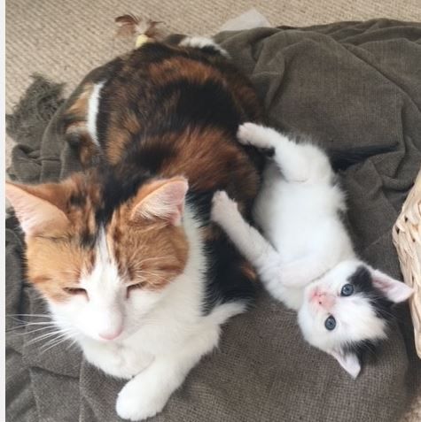 Cat carers desperately needed for Evesham feline charity