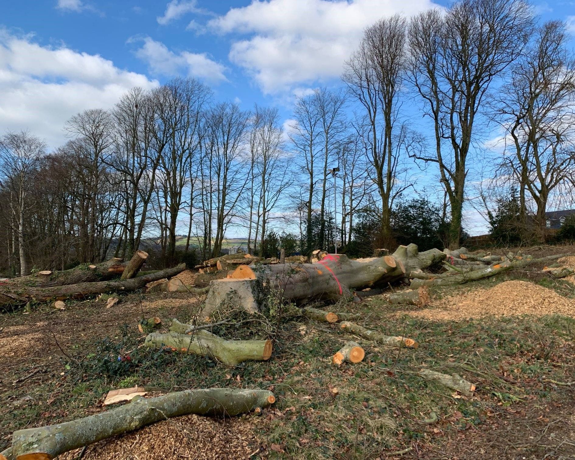 In tribute of a fallen Quercus by Daphne Dowsing
