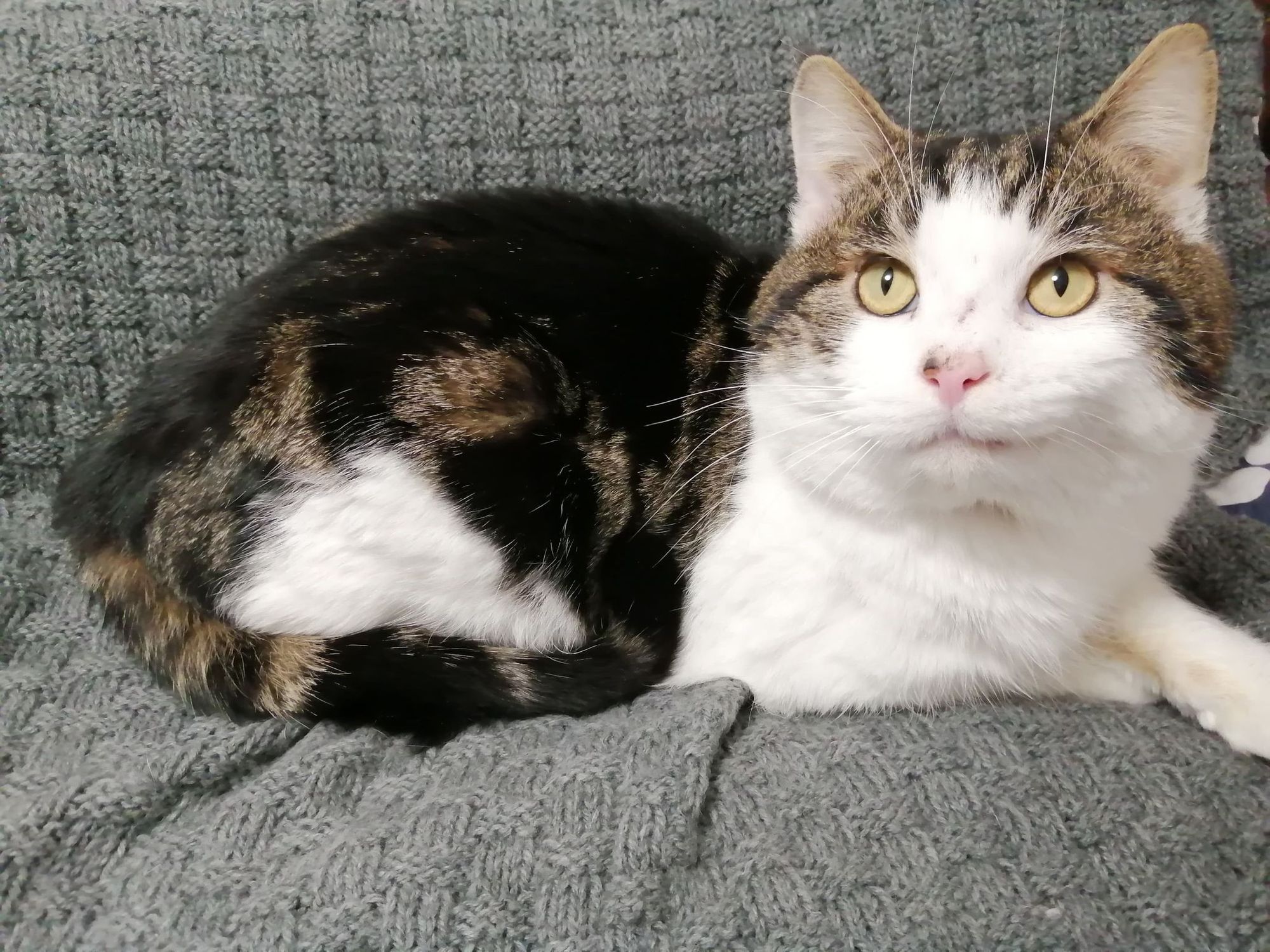 Adorable stray cat who survived being shot in the face finds new home