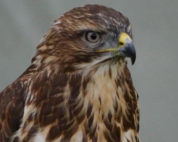 Territorial buzzard is swooping on runners near Bradninch