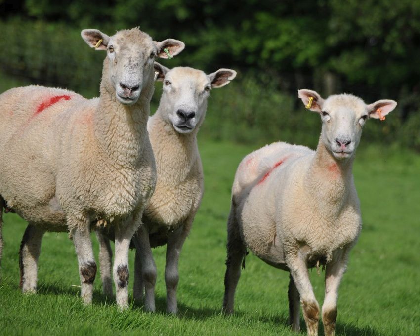 Police appeal after sheep are stolen near Barnstaple