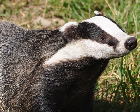 Badger group urge tolerance after sett delays road bridge repairs