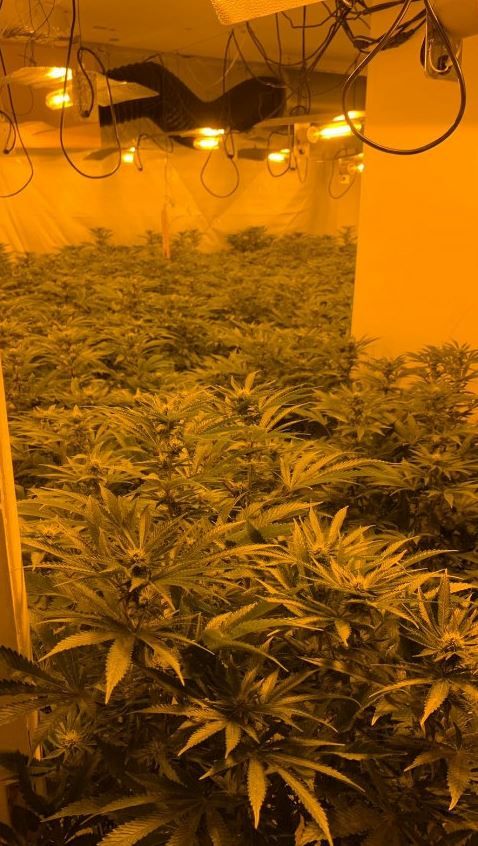 Cannabis factory with hundreds of plants discovered in Cheddleton property