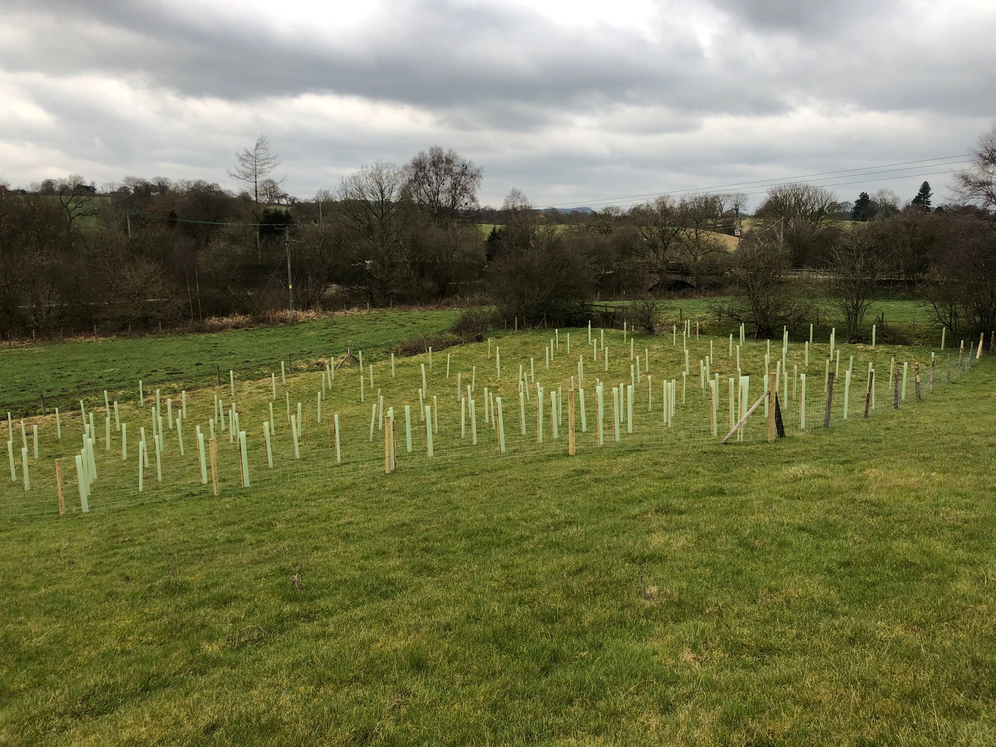 Climate action group plants 650 indigenous trees