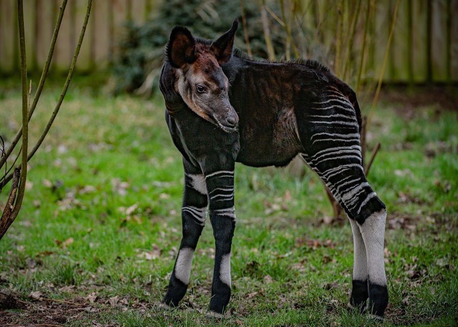 Rare African ‘Unicorn Calf’ born at Chester Zoo