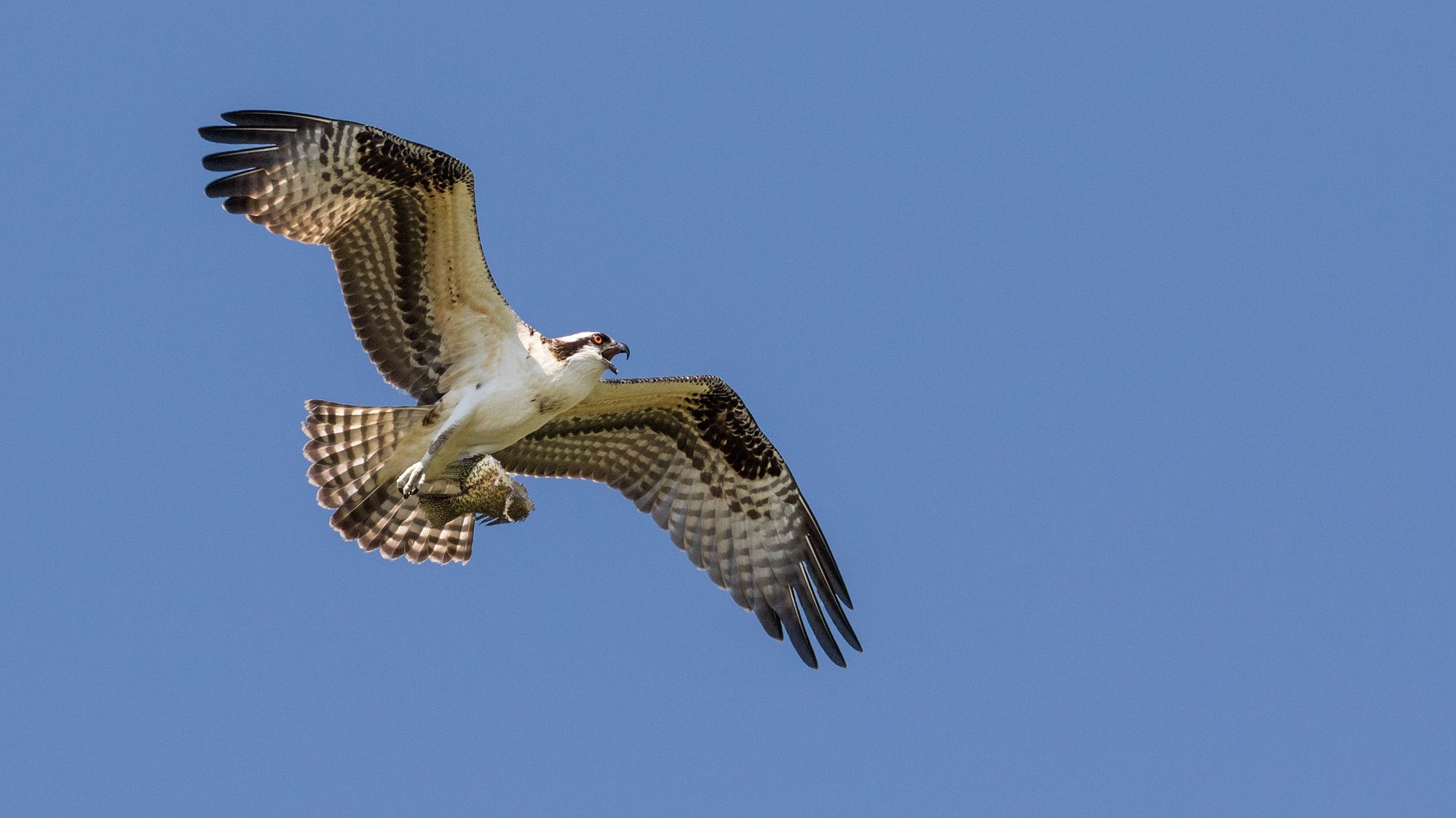 Sevenoaks RSPB Zoom meetings planned until June