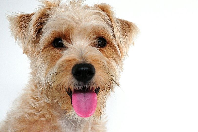 Cardiff Dog’s Home’s top tips for preventing dog theft