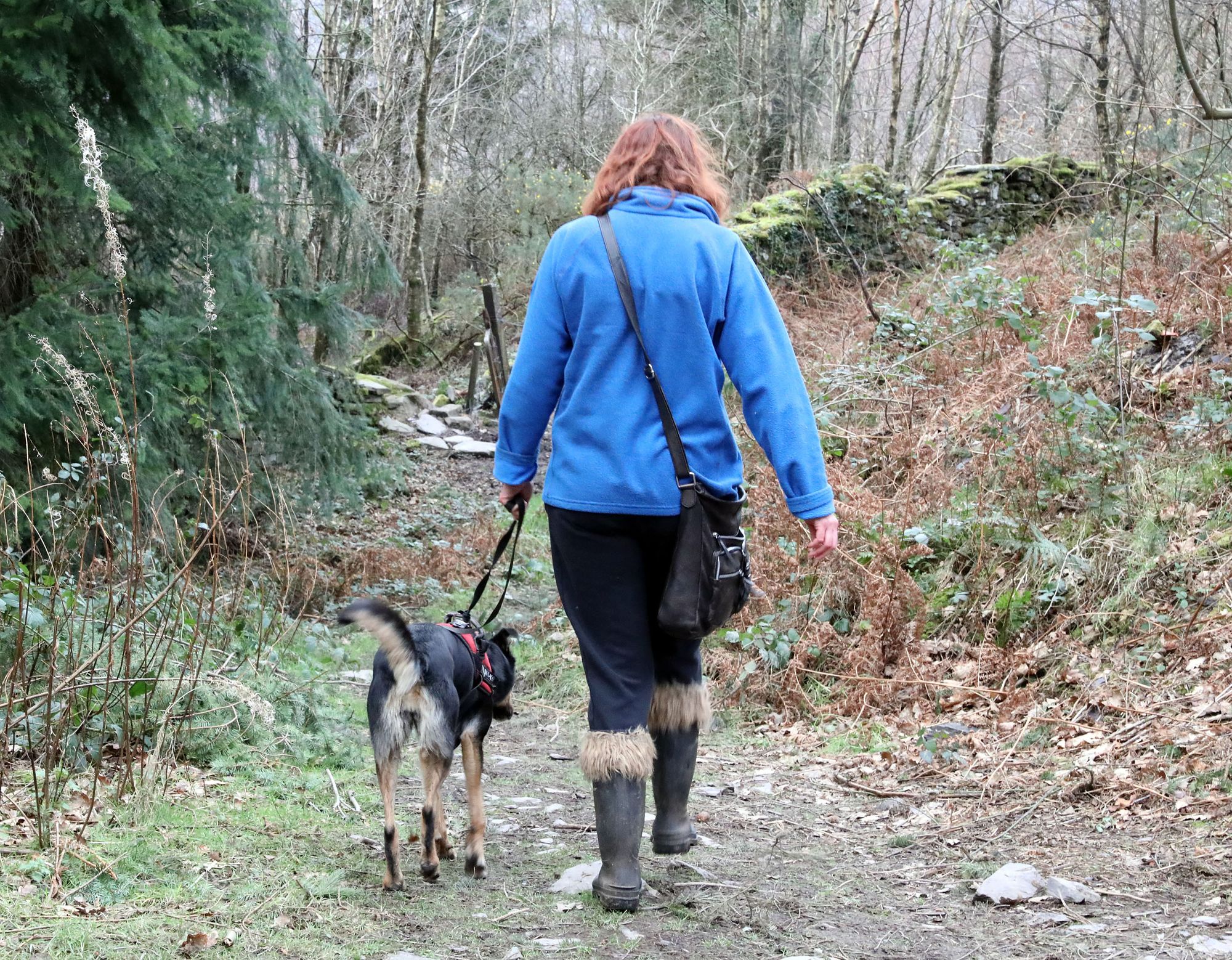 Police address concerns over dog thefts in Hertfordshire